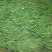 出售大量水生矮行苦草0.42元一株