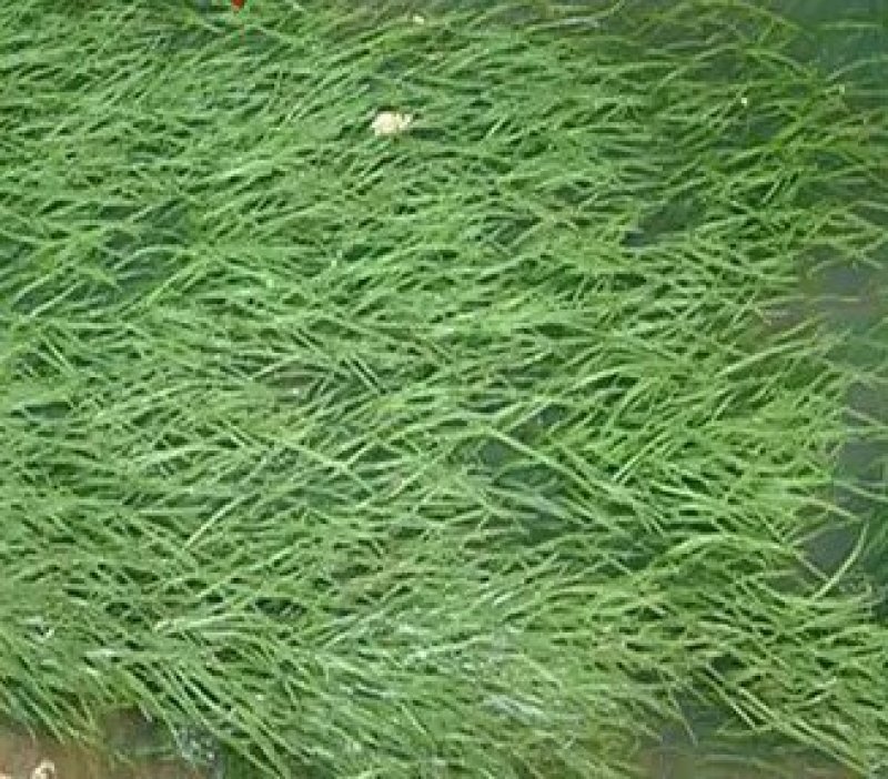 出售大量水生矮行苦草0.42元一株