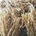 广东省英德笋花麻竹笋干无硫笋丝干农家自制