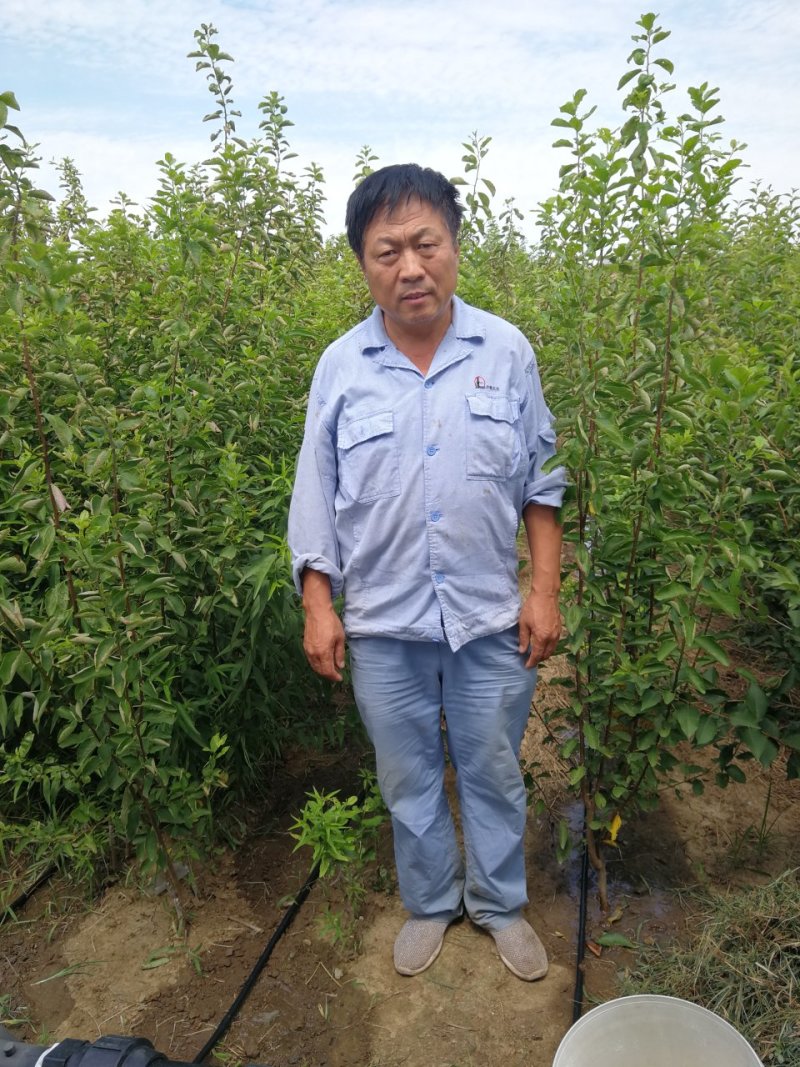 法兰西梅苗