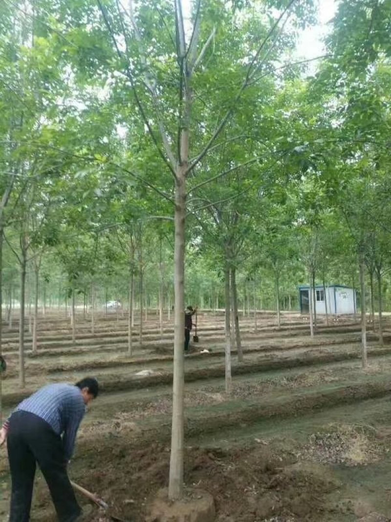 供应合欢，法桐白蜡，紫薇，梨树。果树