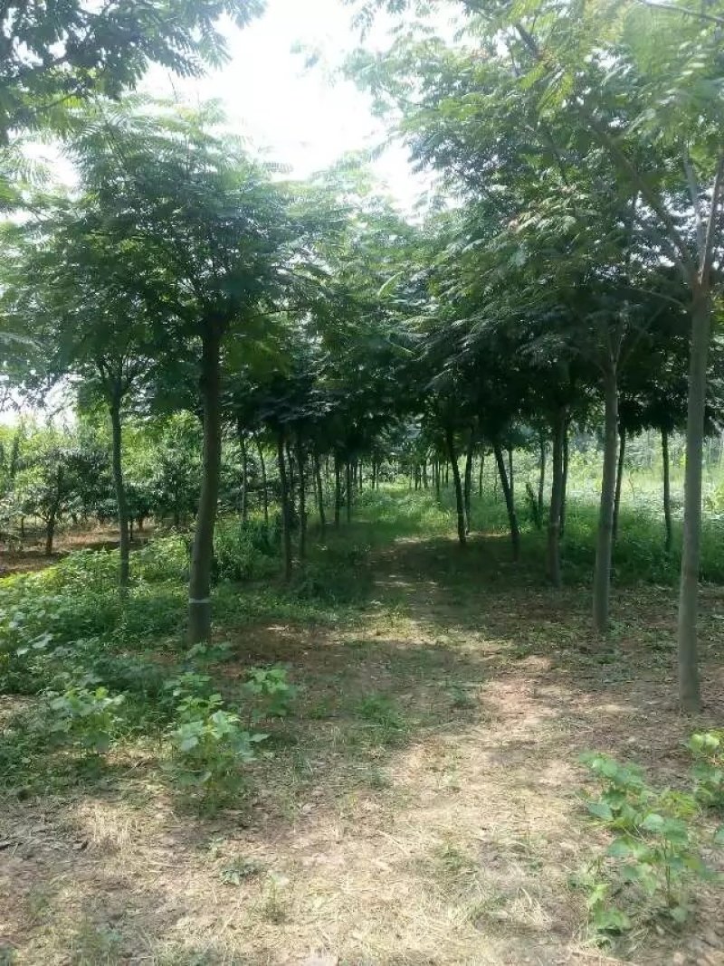 供应合欢，法桐白蜡，紫薇，梨树。果树