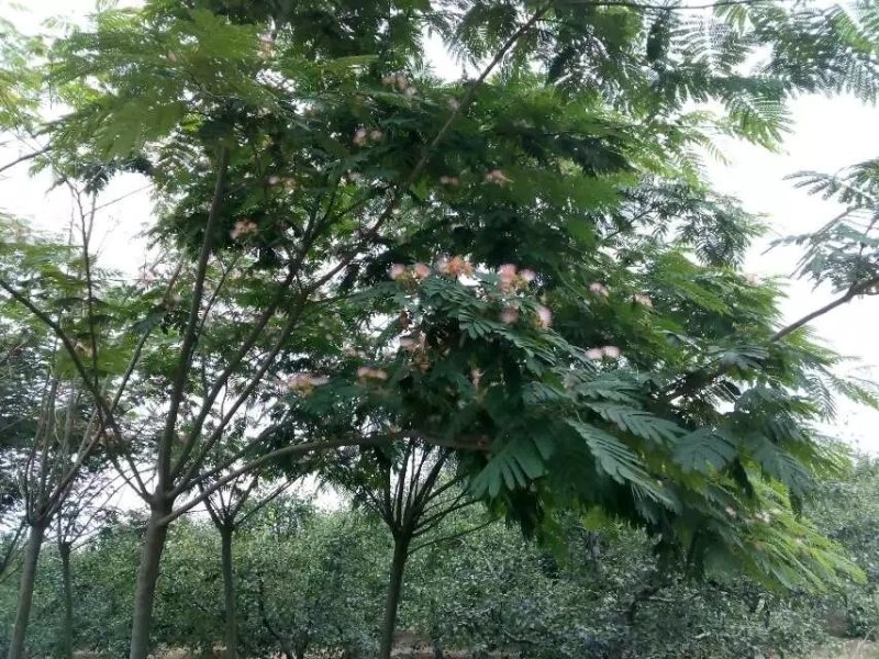 供应合欢，法桐白蜡，紫薇，梨树。果树