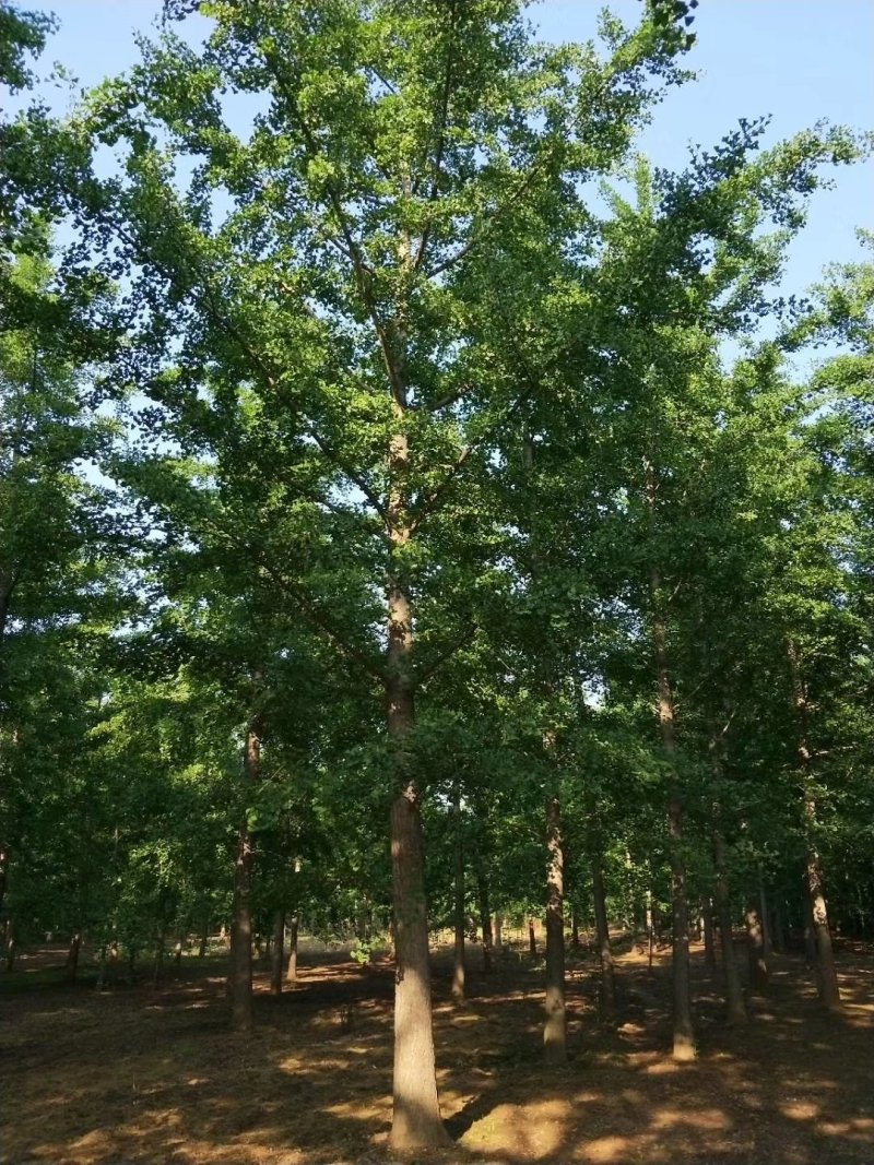 供应合欢，法桐白蜡，紫薇，梨树。果树