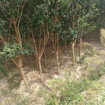供应合欢，法桐白蜡，紫薇，梨树。果树