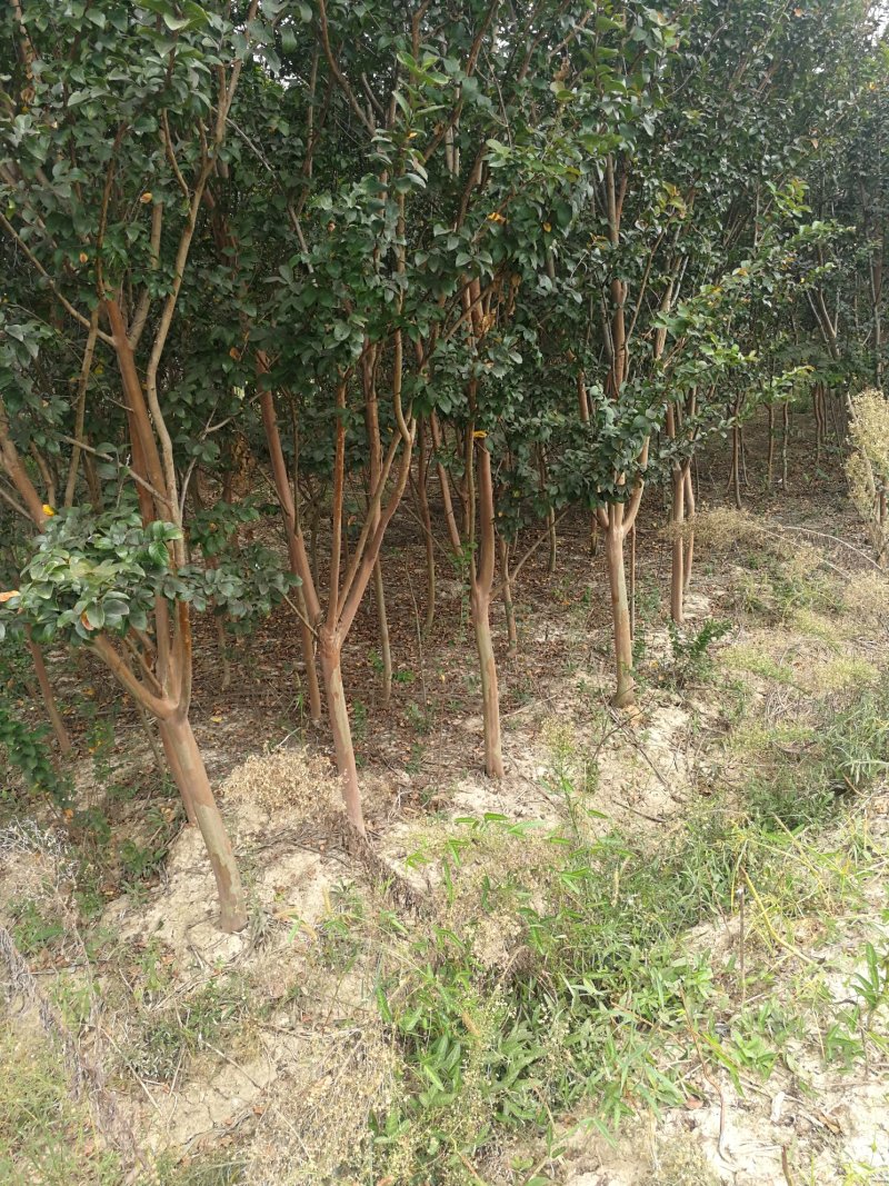 供应合欢，法桐白蜡，紫薇，梨树。果树
