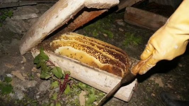 深山土蜂蜜【纯度93、波美度42】
