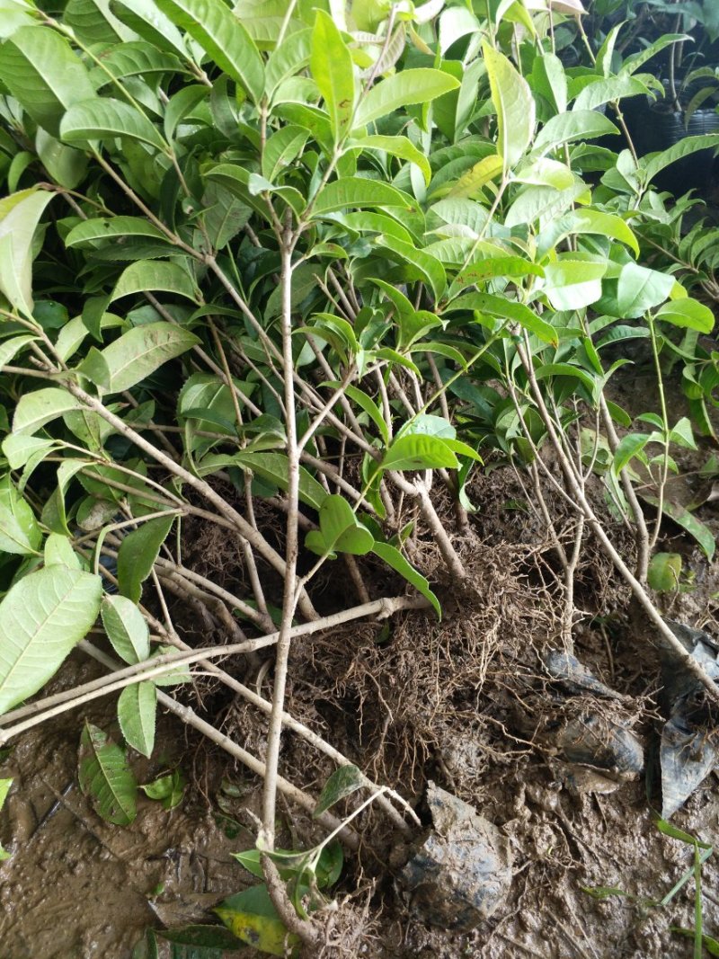 四季桂苗高度30-50公分左右包邮