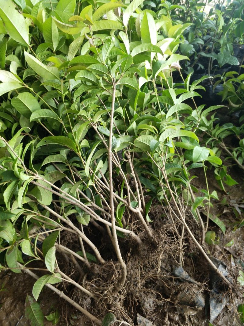四季桂苗高度30-50公分左右包邮