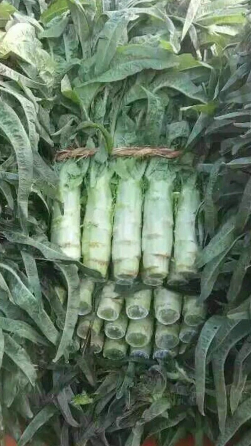 红尖叶莴巨