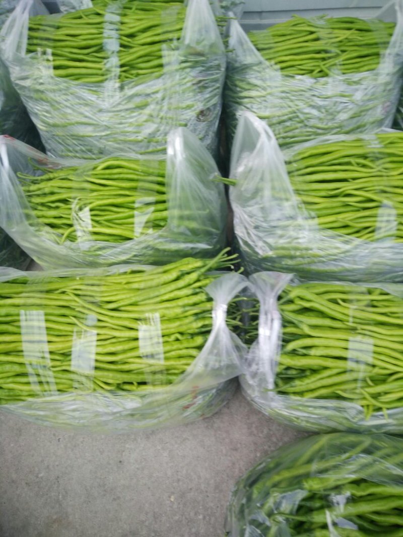 线椒以大量上市如有需要的请于我联系