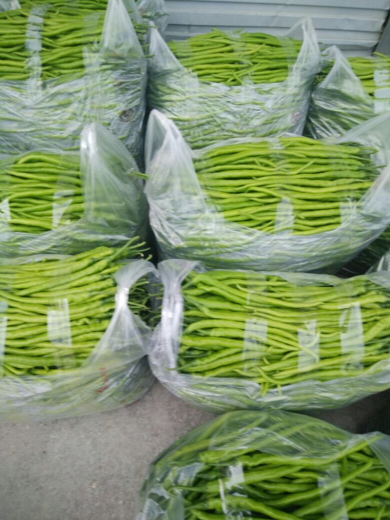 线椒以大量上市如有需要的请于我联系