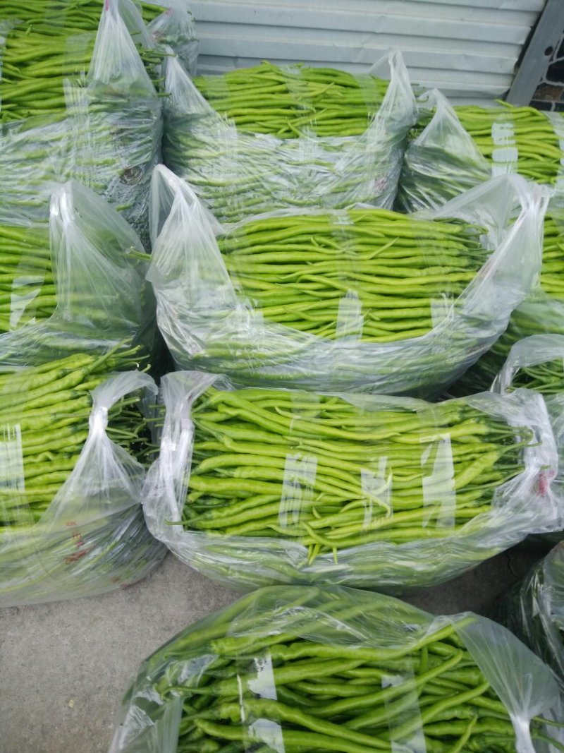 线椒以大量上市如有需要的请于我联系