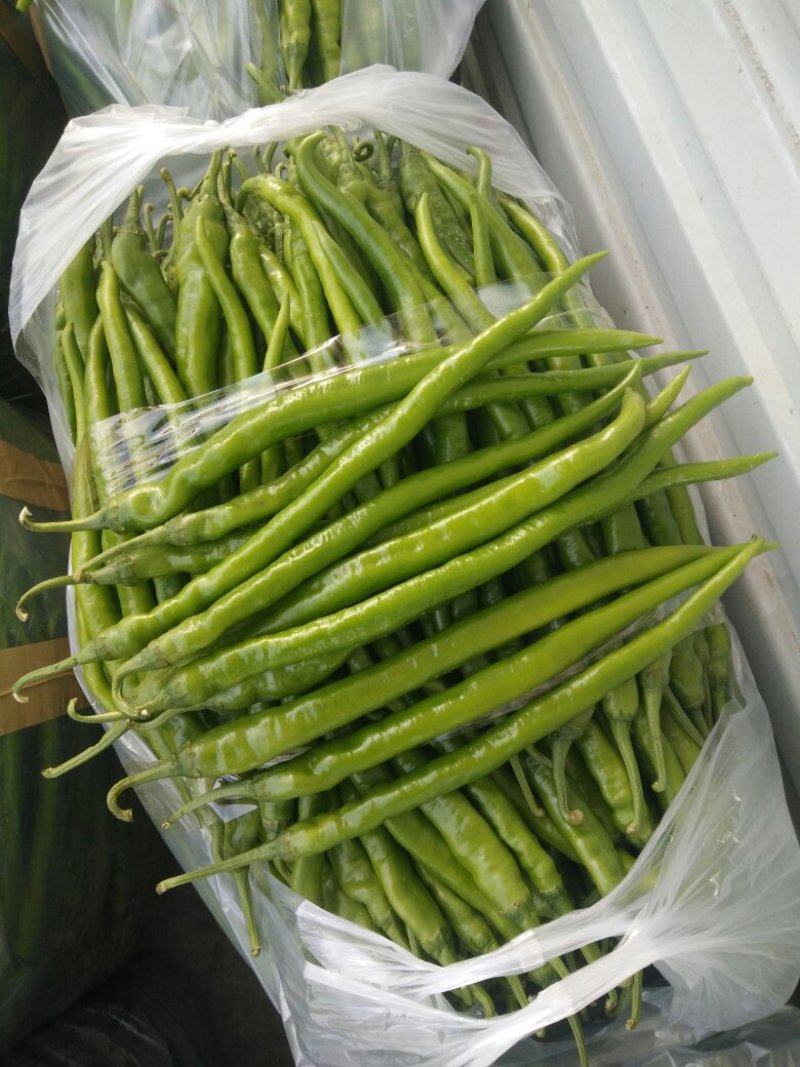 线椒以大量上市如有需要的请于我联系