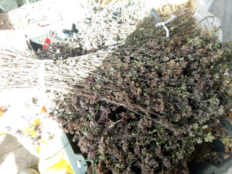 地胡椒