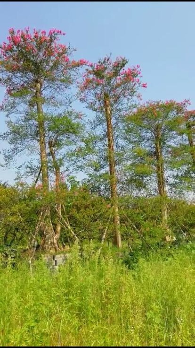 紫薇18~20cm4米以上3米以上