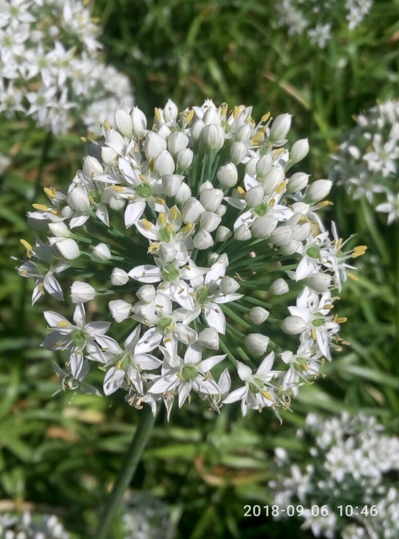 韭菜花韭菜花大量上市新鲜没干尖韭菜花大量上市