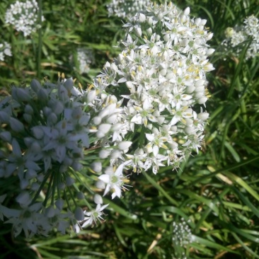 韭菜花韭菜花大量上市新鲜没干尖韭菜花大量上市