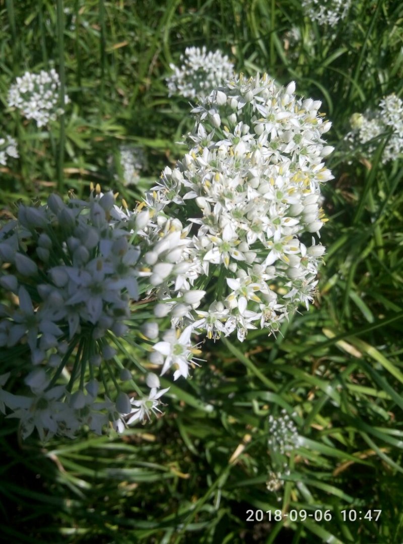 韭菜花韭菜花大量上市新鲜没干尖韭菜花大量上市