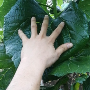 杂交桑2号养蚕大叶杂交桑苗批发，耐寒抗旱品种，包发芽。