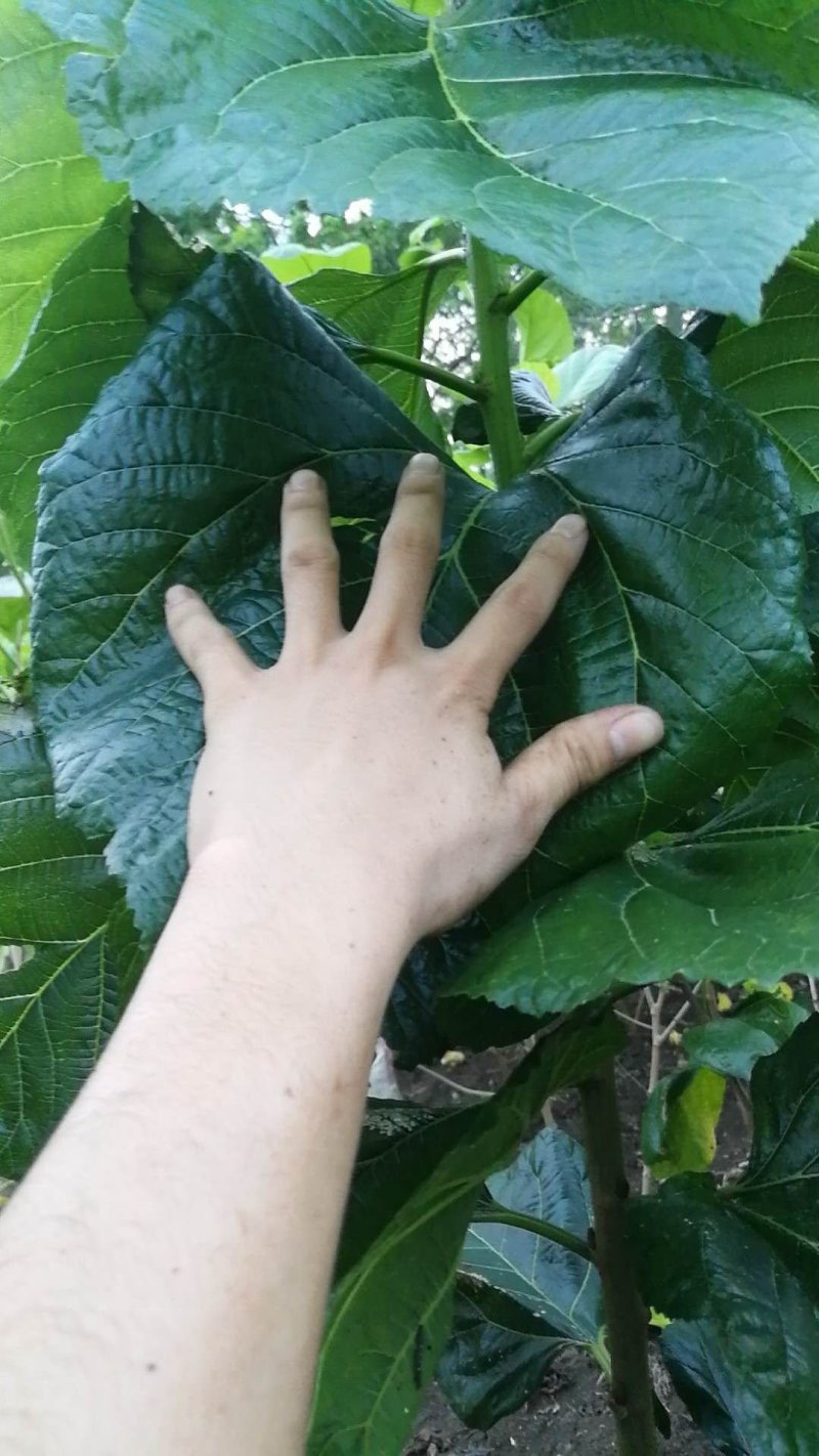 杂交桑2号养蚕大叶杂交桑苗批发，耐寒抗旱品种，包发芽。