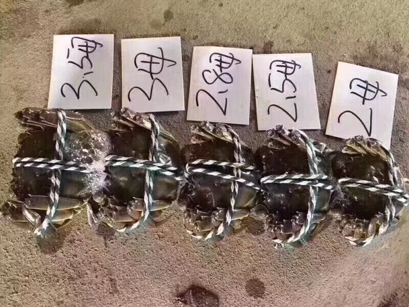 大量螃蟹上市，批发礼盒零售
