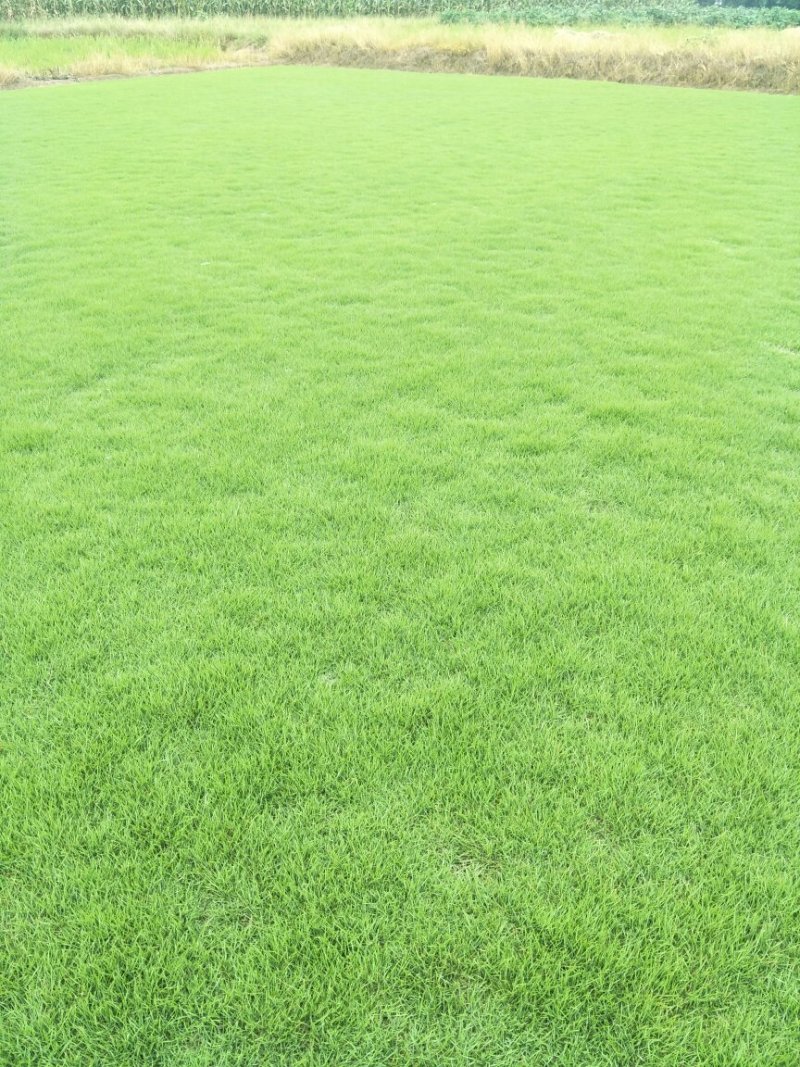 草皮