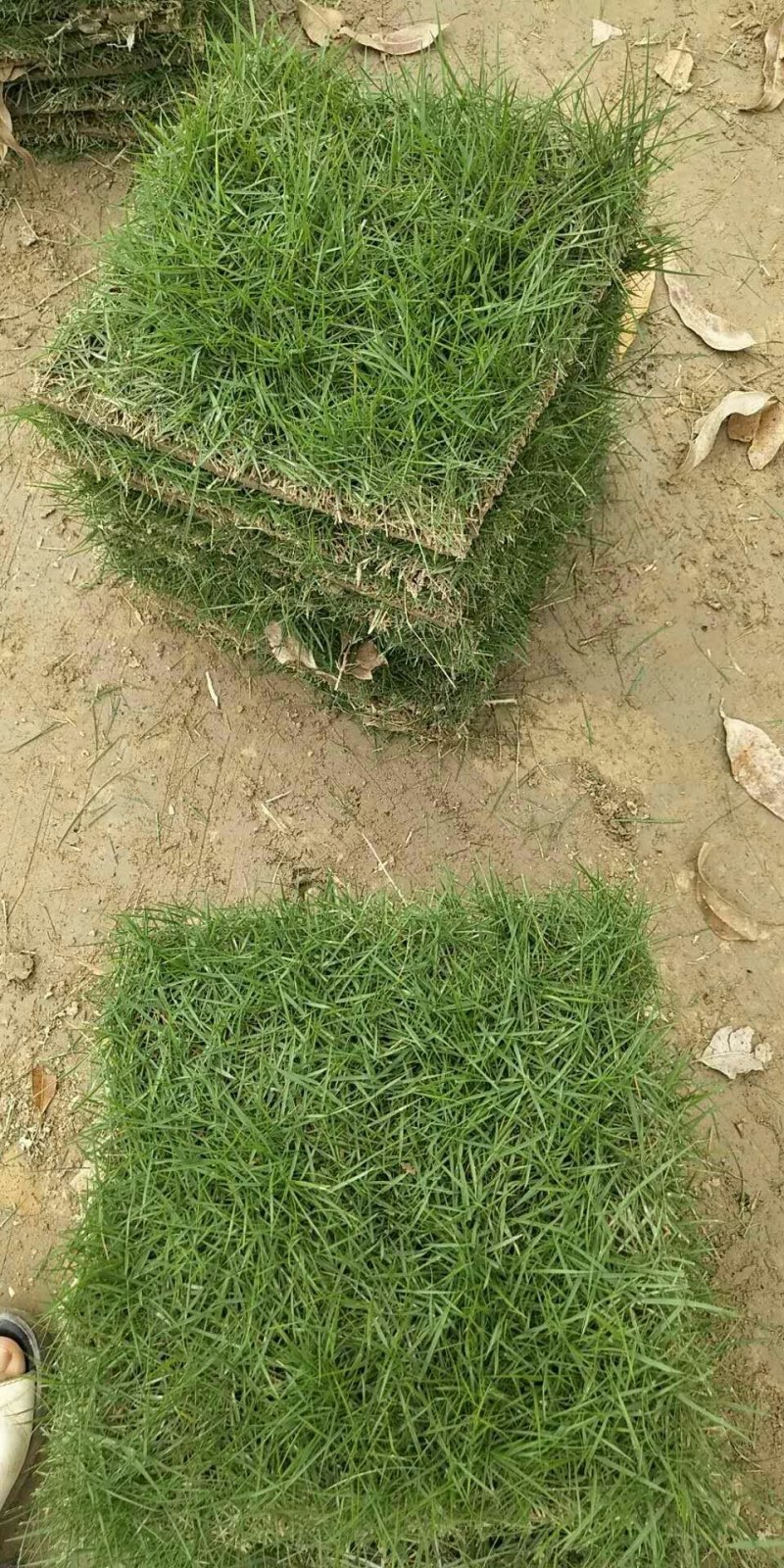 草皮