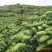湘蕾金银花苗金翠蕾苗20~90cm【顺丰包邮】