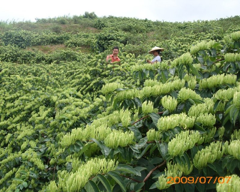 湘蕾金银花苗金翠蕾苗20~90cm【顺丰包邮】
