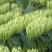 湘蕾金银花苗金翠蕾苗20~90cm【顺丰包邮】