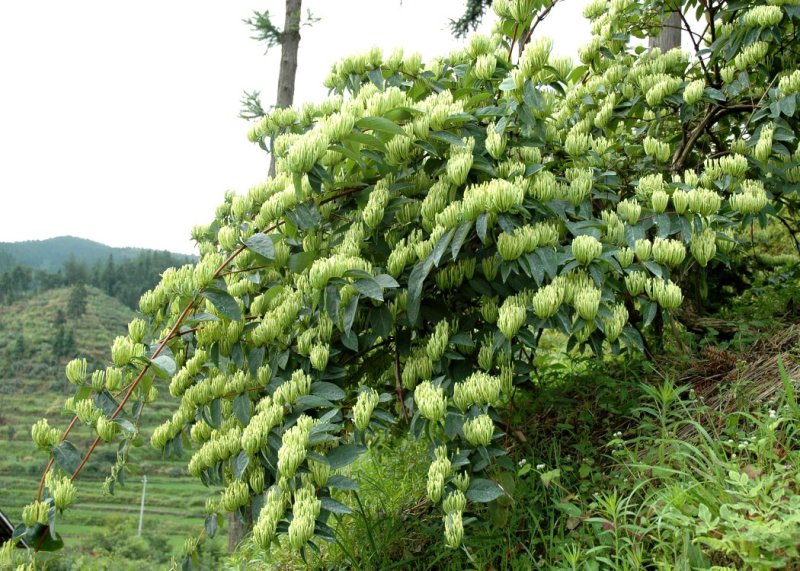湘蕾金银花苗金翠蕾苗20~90cm【顺丰包邮】