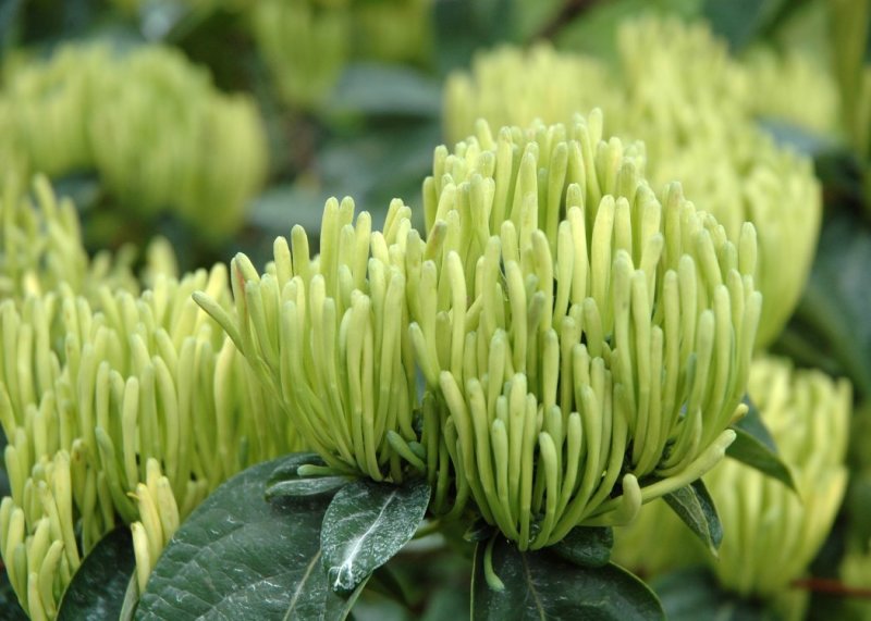 湘蕾金银花苗金翠蕾苗20~90cm【顺丰包邮】