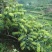 湘蕾金银花苗金翠蕾苗20~90cm【顺丰包邮】