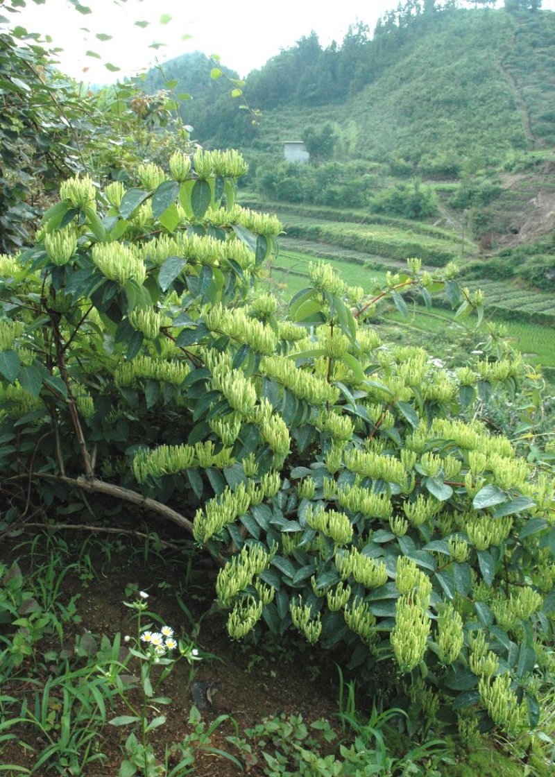 湘蕾金银花苗金翠蕾苗20~90cm【顺丰包邮】