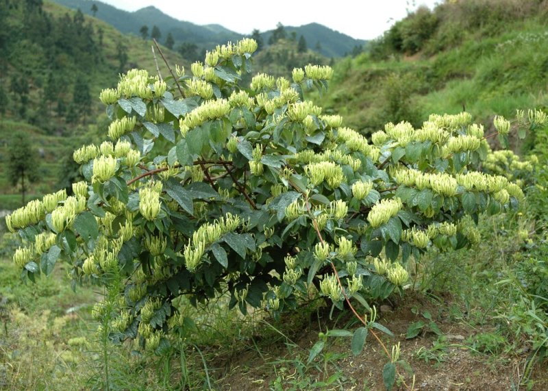 湘蕾金银花苗金翠蕾苗20~90cm【顺丰包邮】