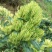 湘蕾金银花苗金翠蕾苗20~90cm【顺丰包邮】