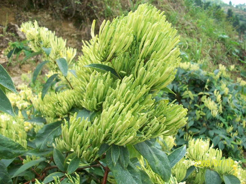 湘蕾金银花苗金翠蕾苗20~90cm【顺丰包邮】