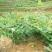 湘蕾金银花苗金翠蕾苗20~90cm【顺丰包邮】