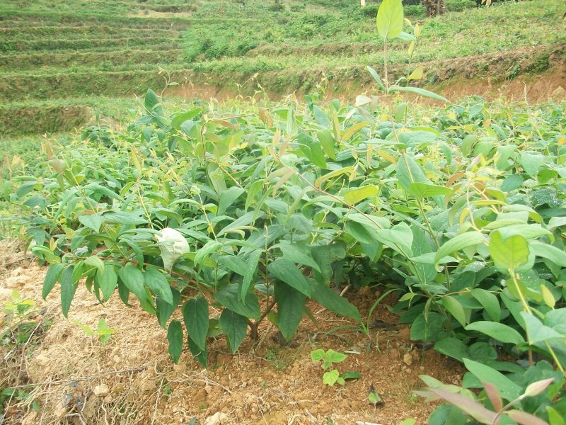 湘蕾金银花苗金翠蕾苗20~90cm【顺丰包邮】