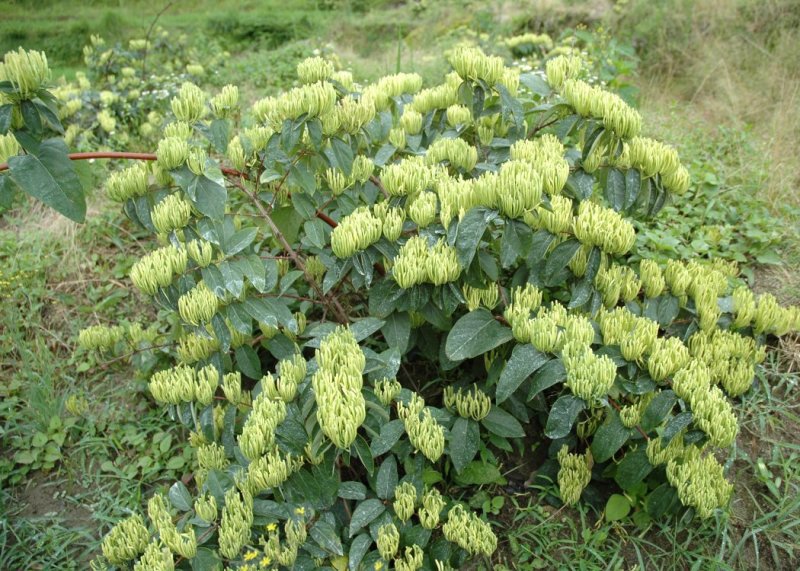 湘蕾金银花苗金翠蕾苗20~90cm【顺丰包邮】