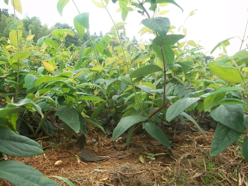 湘蕾金银花苗金翠蕾苗20~90cm【顺丰包邮】