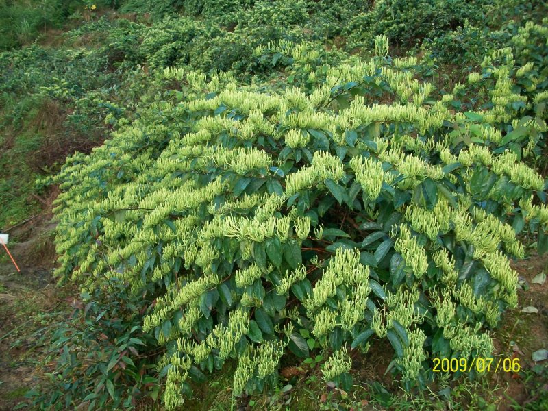 湘蕾金银花苗金翠蕾苗20~90cm【顺丰包邮】