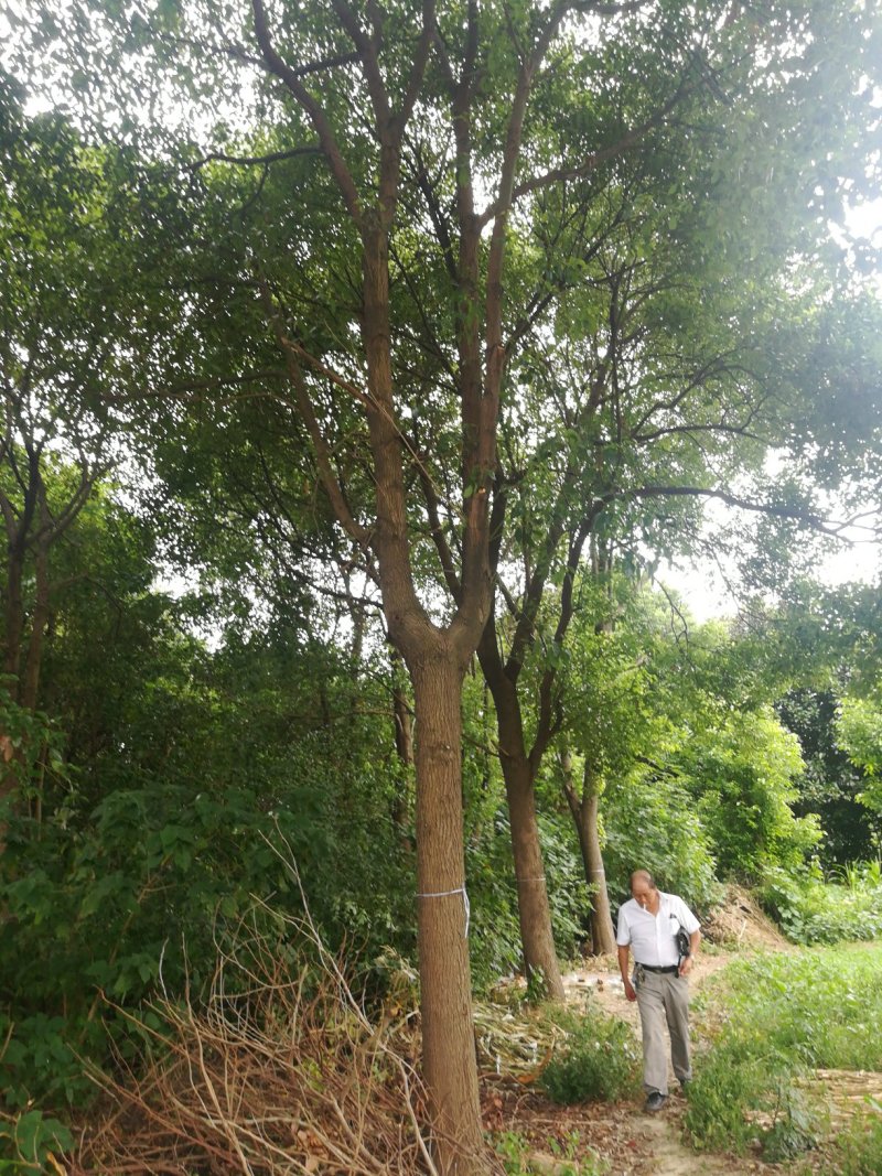 香樟树