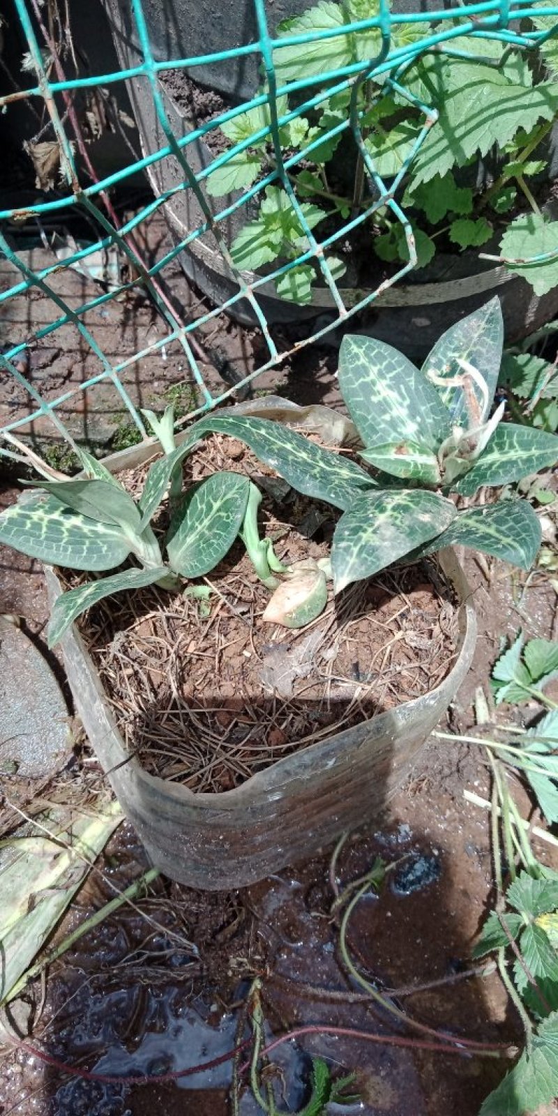 金线莲