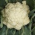 雪玉菜花、精品货！价格便宜！一手货源