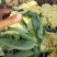 雪玉菜花、精品货！价格便宜！一手货源