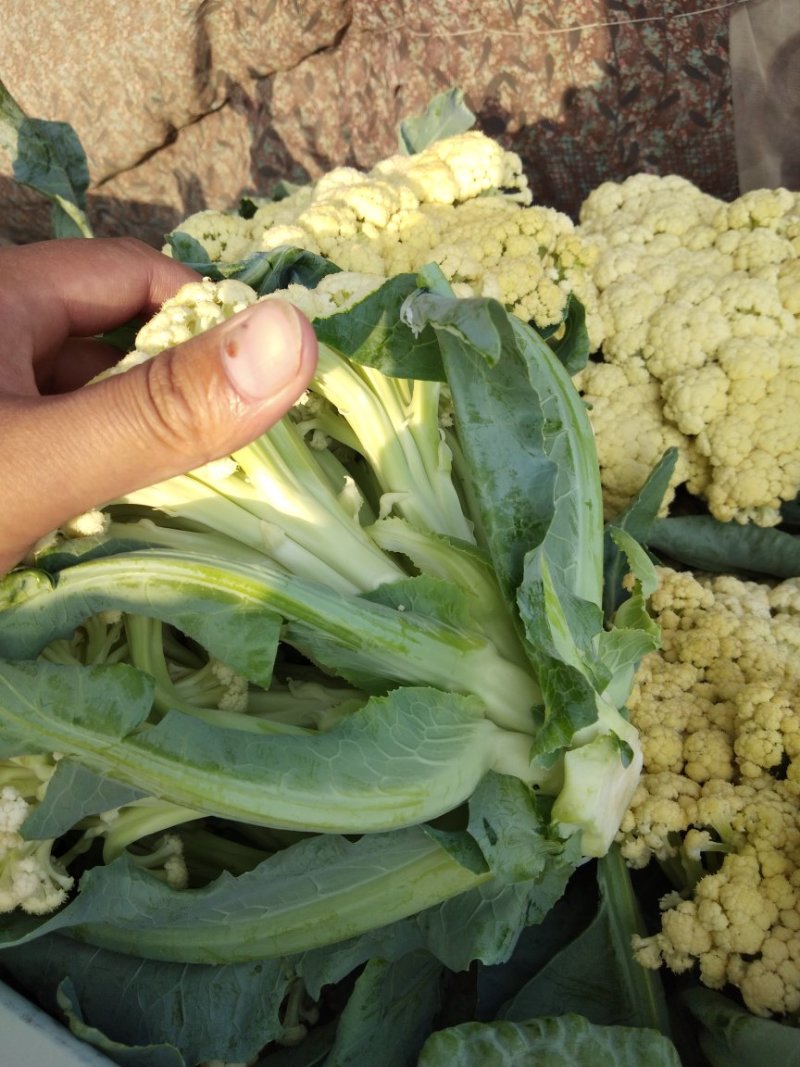 雪玉菜花、精品货！价格便宜！一手货源