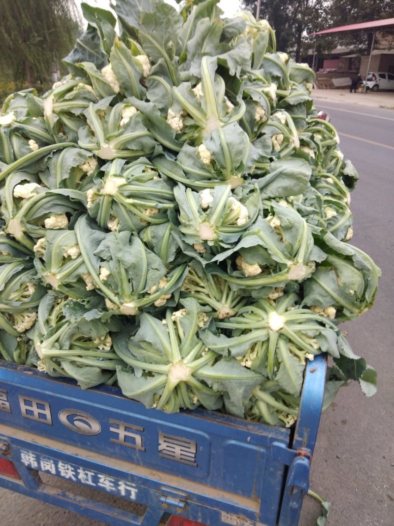 雪玉菜花、精品货！价格便宜！一手货源