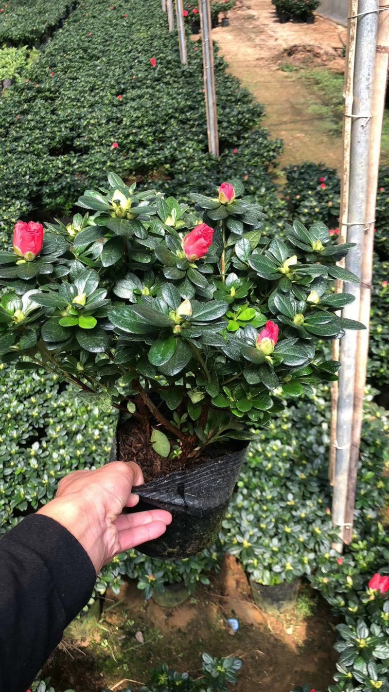 产地直销批发玫红杜鹃花小盆栽